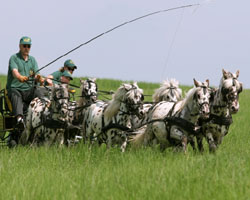 Auch Classic-Ponys sind bei der Schau in Bad Hersfeld zugelassen.